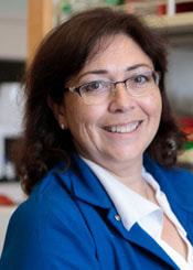 Luisa Iruela-Arispe, PhD,  Headshot