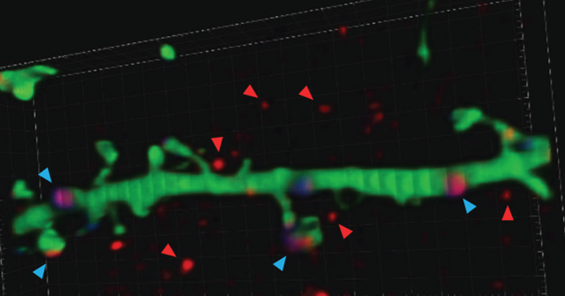 3D image of a neuron (green) and the protein CNTNAP2 floating away from the neuron.