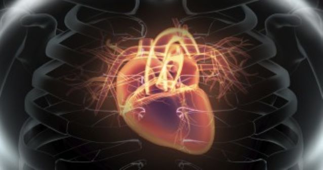 heart rendering inside chest 
