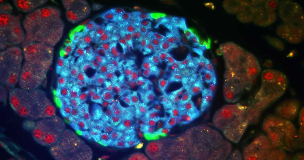 A pancreatic islet containing BMAL1 (identified using red immunofluorescent staining), the circadian clock gene essential for glucose metabolism. Image provided by the Bass Lab.