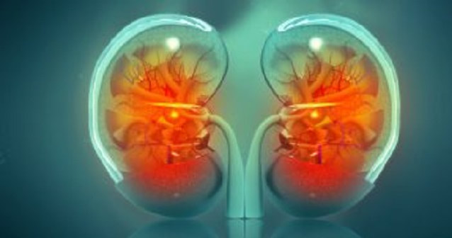 kidneys rendering