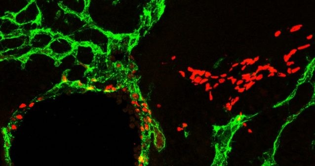 Formation of lymphatic endothelial progenitor cells (red) in the cardinal vein