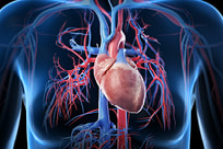 Cardiovascular illustration