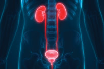 Urology illustration of kidneys
