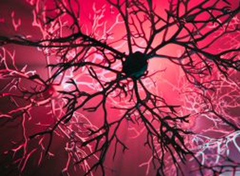 Parkinson's neural network