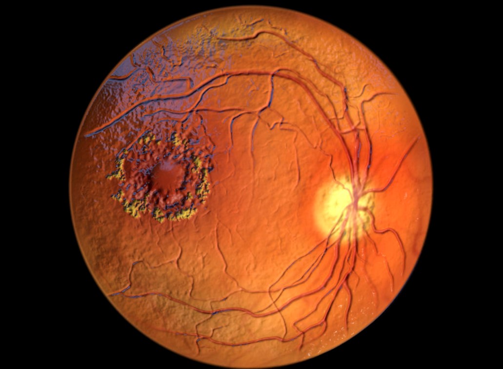 Medical illustration of eye